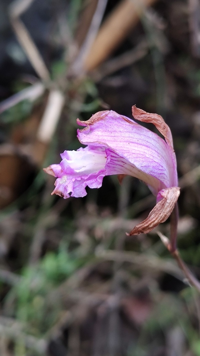 Bletia neglecta photo 3