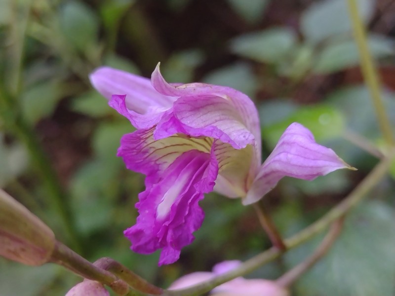 Bletia neglecta photo 4