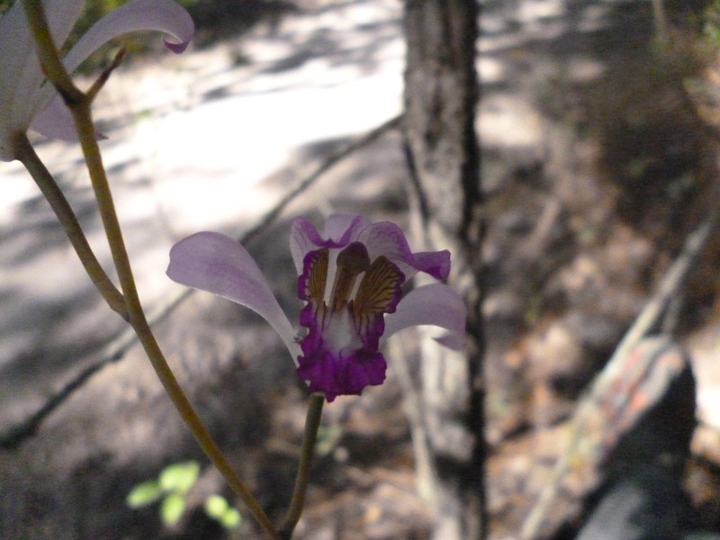 Bletia neglecta photo 5