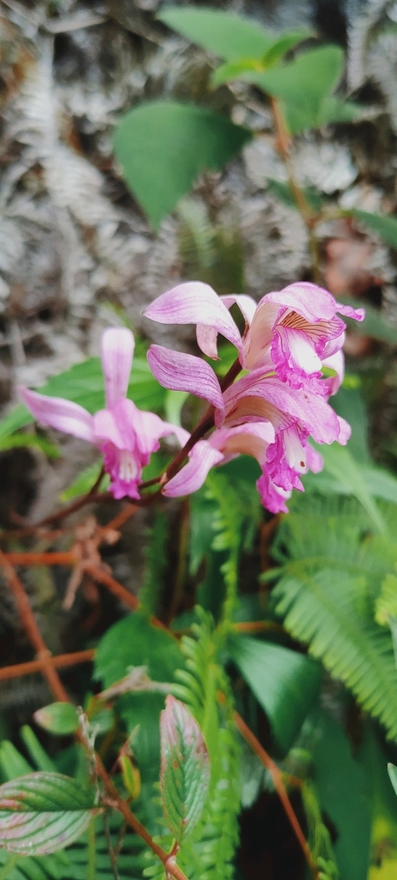 Bletia neglecta photo 7