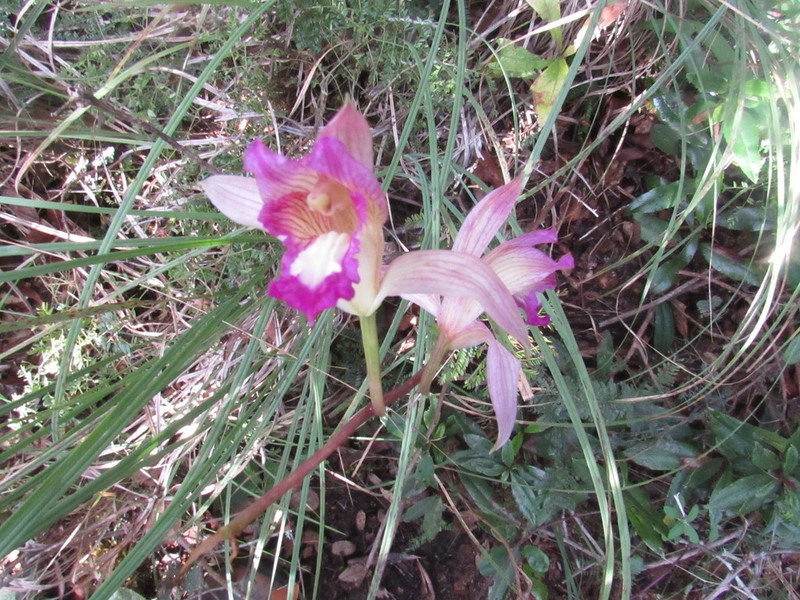 Bletia neglecta photo 8