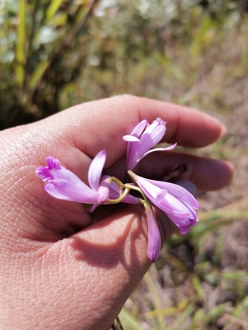 Bletia nelsonii