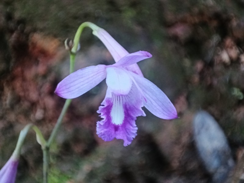 Bletia nelsonii photo 3