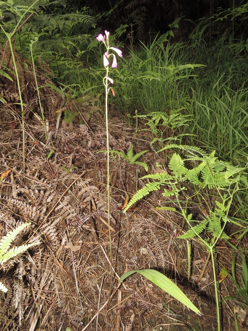 Bletia nelsonii photo 4