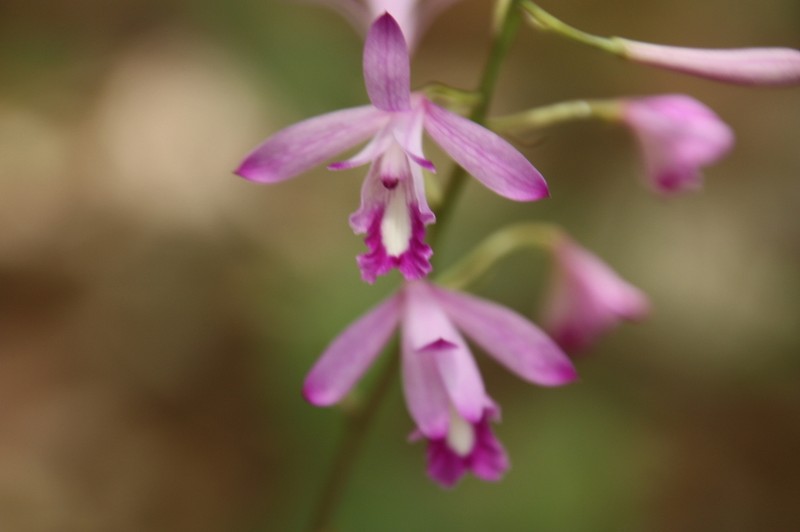 Bletia nelsonii photo 5