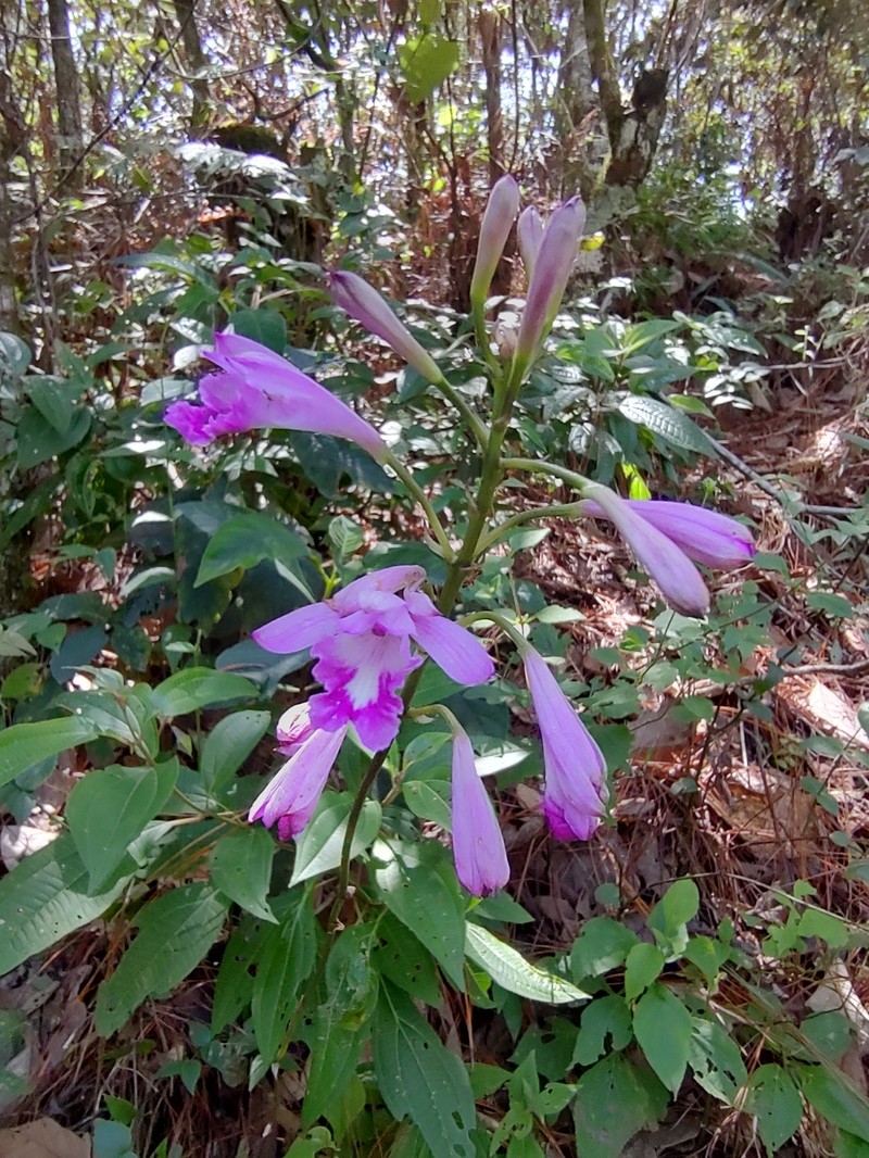 Bletia nelsonii photo 6
