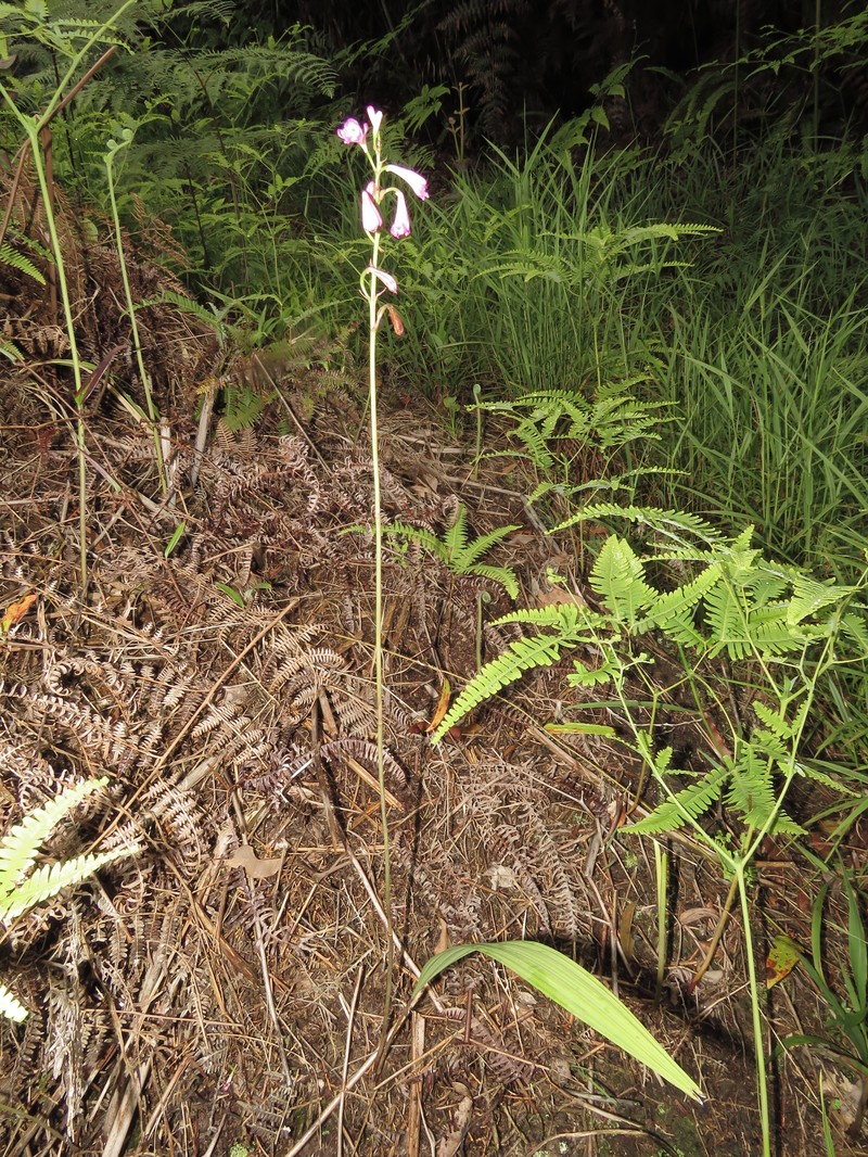 Bletia nelsonii photo 8