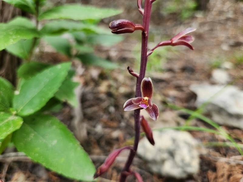 Glass Mountain Crested Coralroot