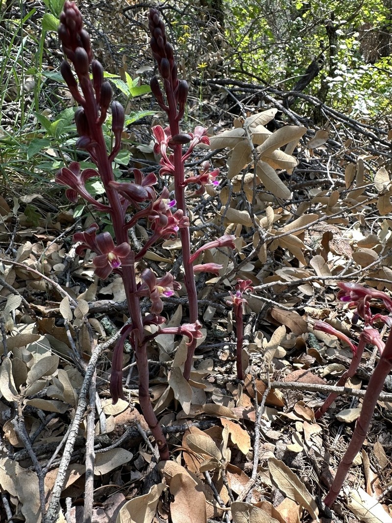 Glass Mountain Crested Coralroot photo 2