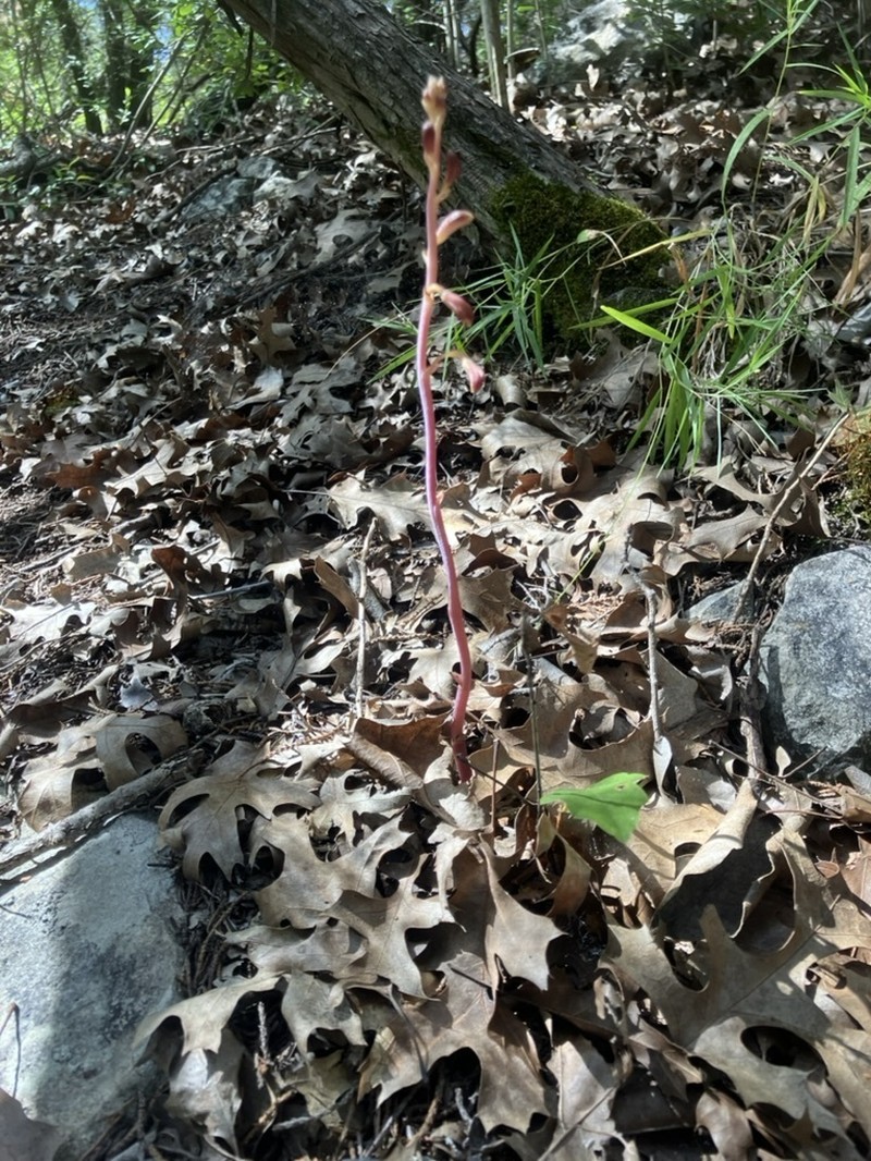 Glass Mountain Crested Coralroot photo 3