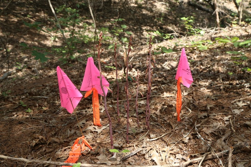 Glass Mountain Crested Coralroot photo 4