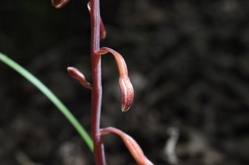 Glass Mountain Crested Coralroot photo 5