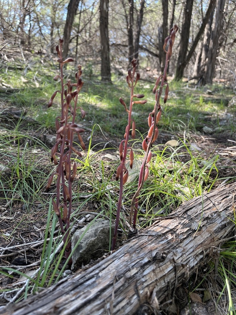 Glass Mountain Crested Coralroot photo 6