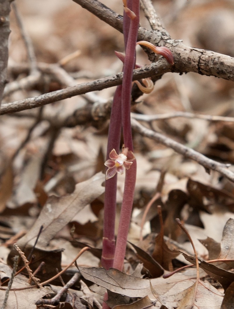 Glass Mountain Crested Coralroot photo 7