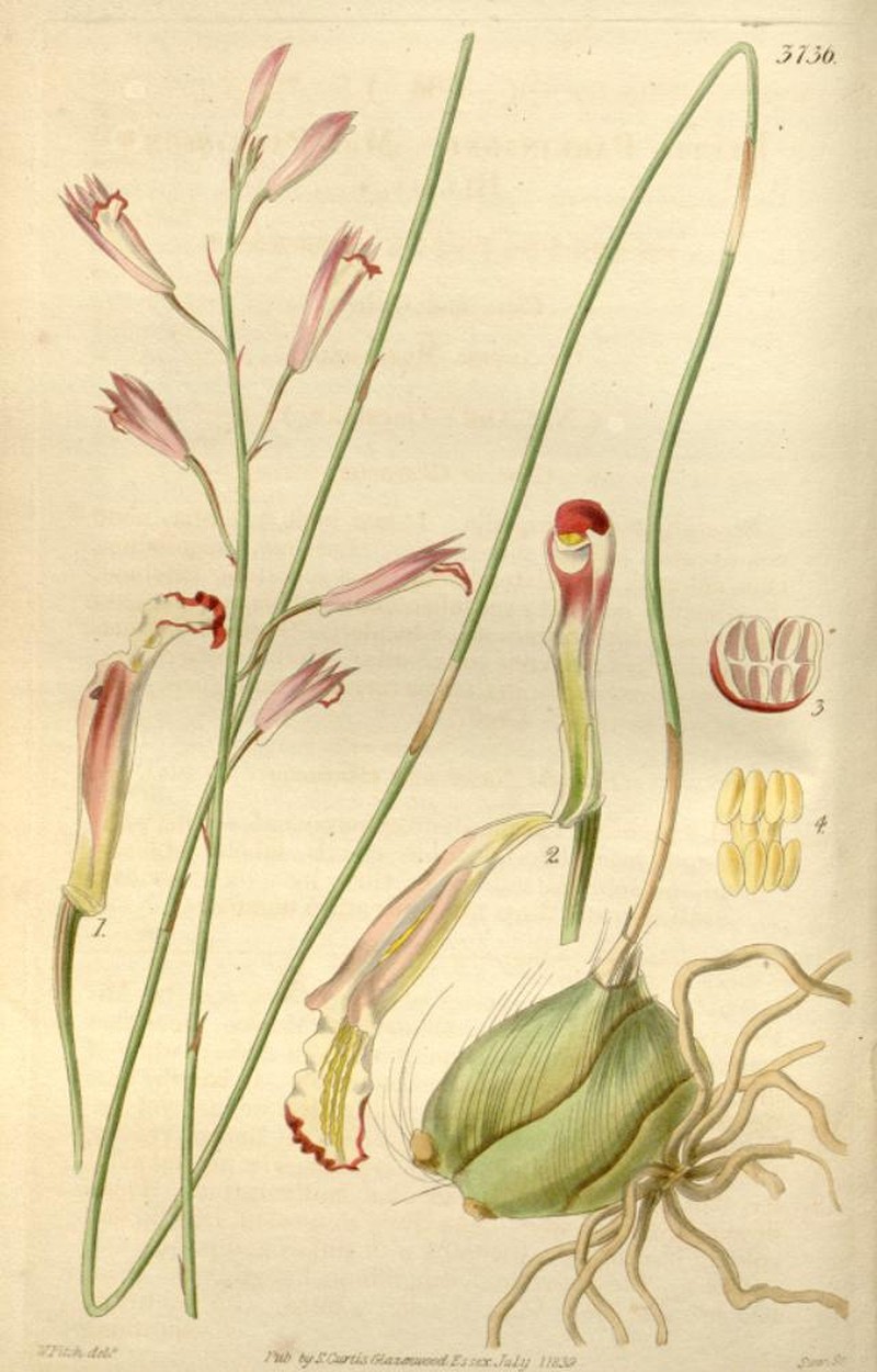 Bletia parkinsonii