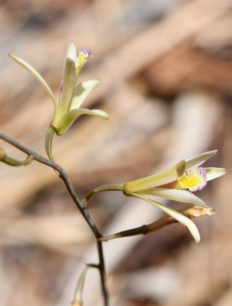 Bletia parkinsonii photo 2