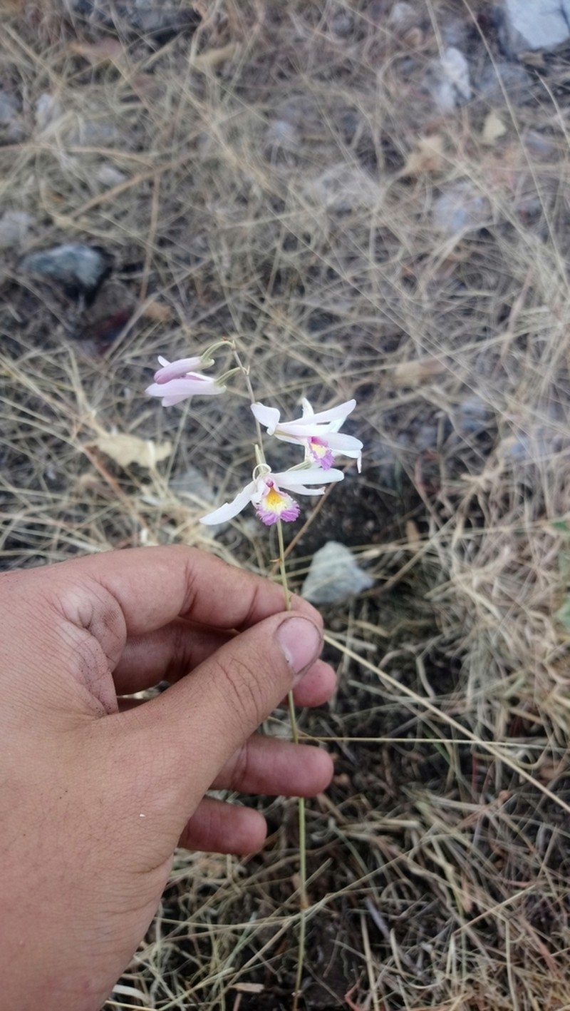 Bletia parkinsonii photo 3