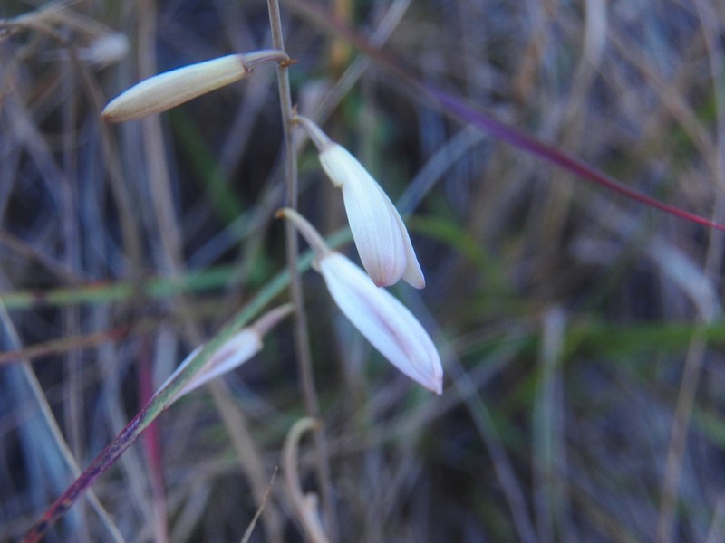 Bletia parkinsonii photo 4