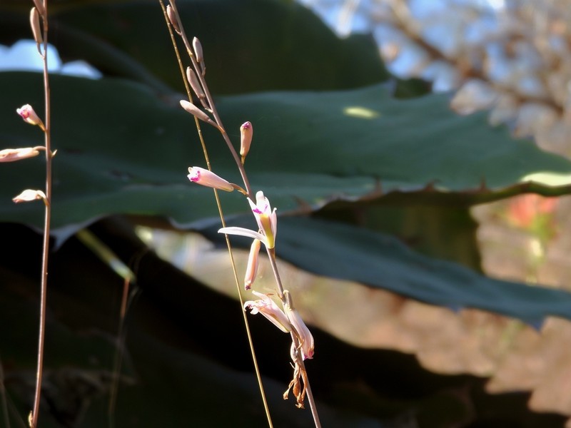 Bletia parkinsonii photo 5