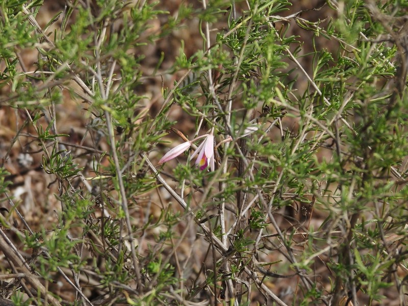 Bletia parkinsonii photo 6