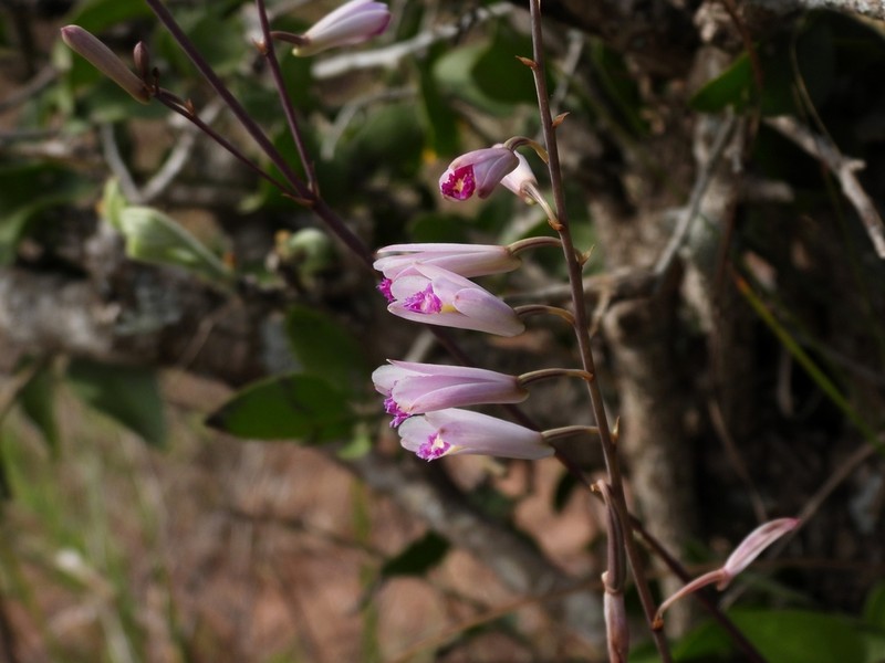 Bletia parkinsonii photo 7