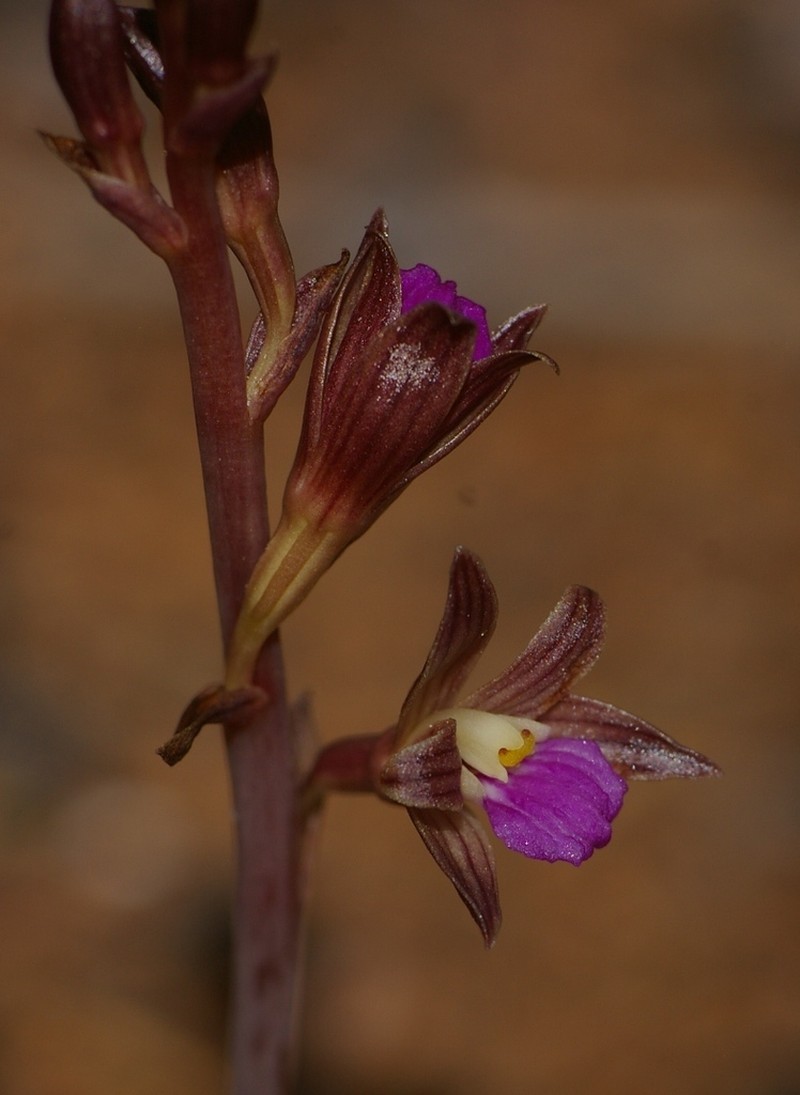 Bletia parva
