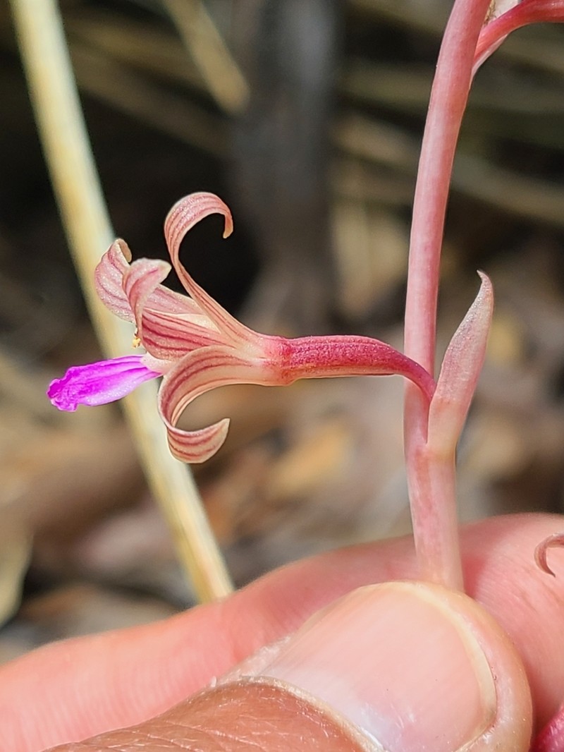 Bletia parva photo 2