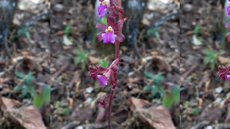 Bletia parva photo 3