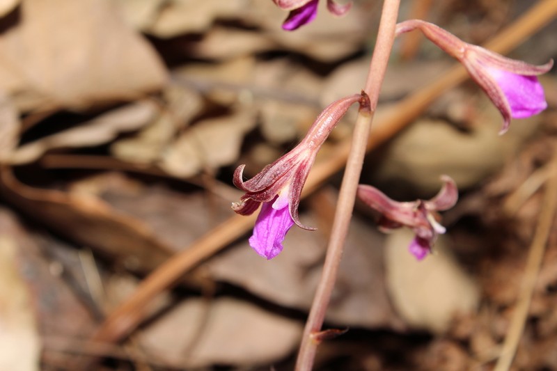 Bletia parva photo 4