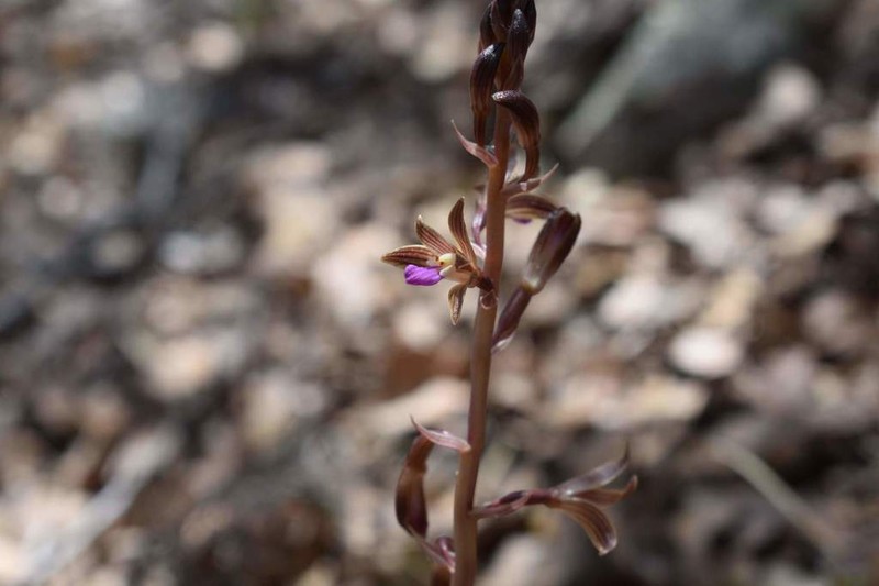 Bletia parva photo 5