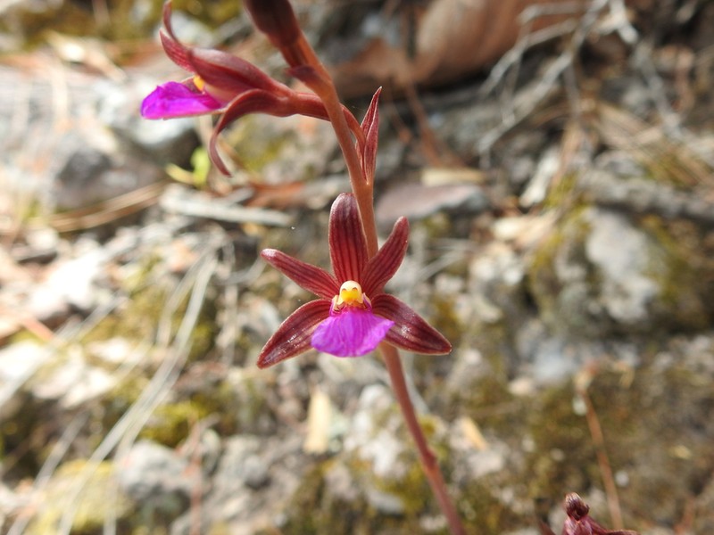 Bletia parva photo 6