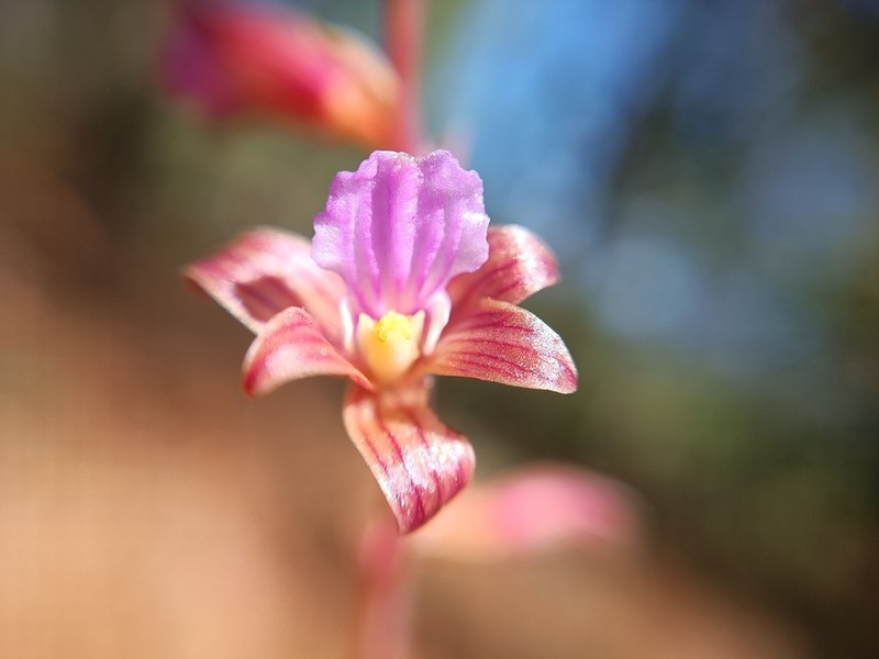 Bletia parva photo 7