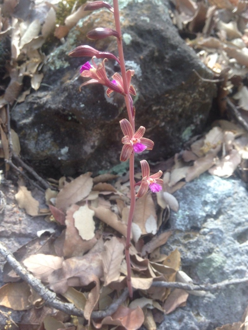 Bletia parva photo 8