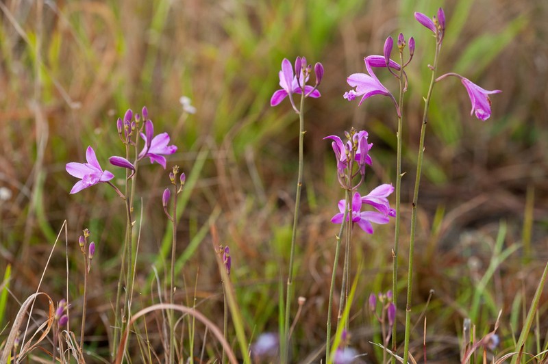 Flor De Pasmo photo 2