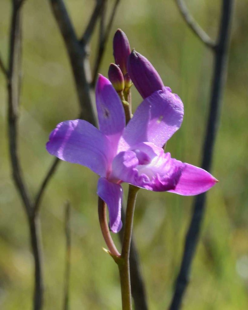 Flor De Pasmo photo 3