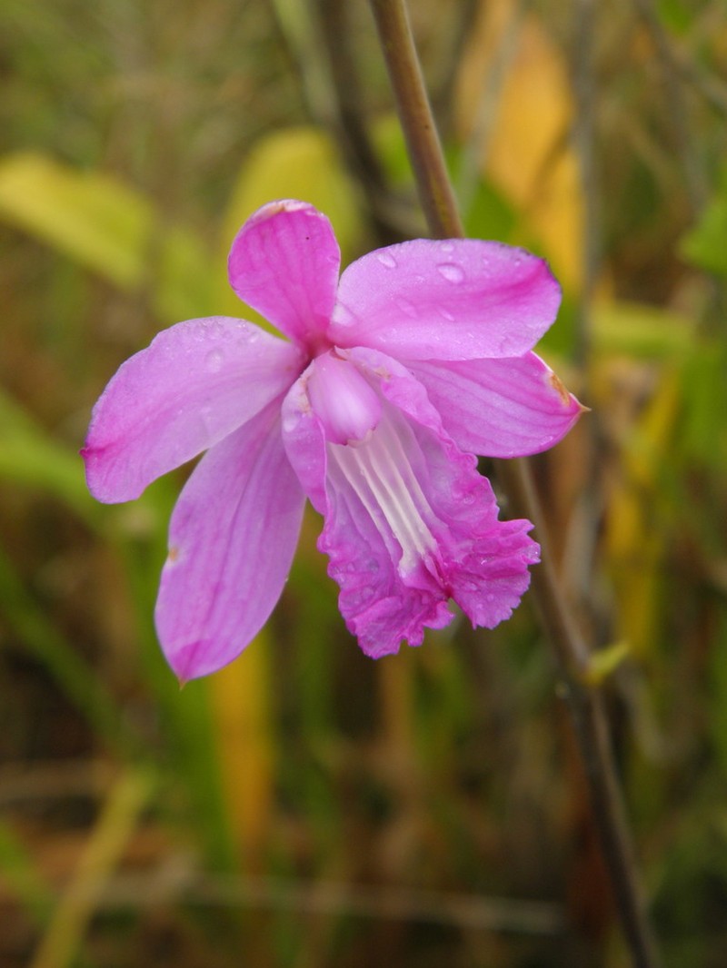 Flor De Pasmo photo 4
