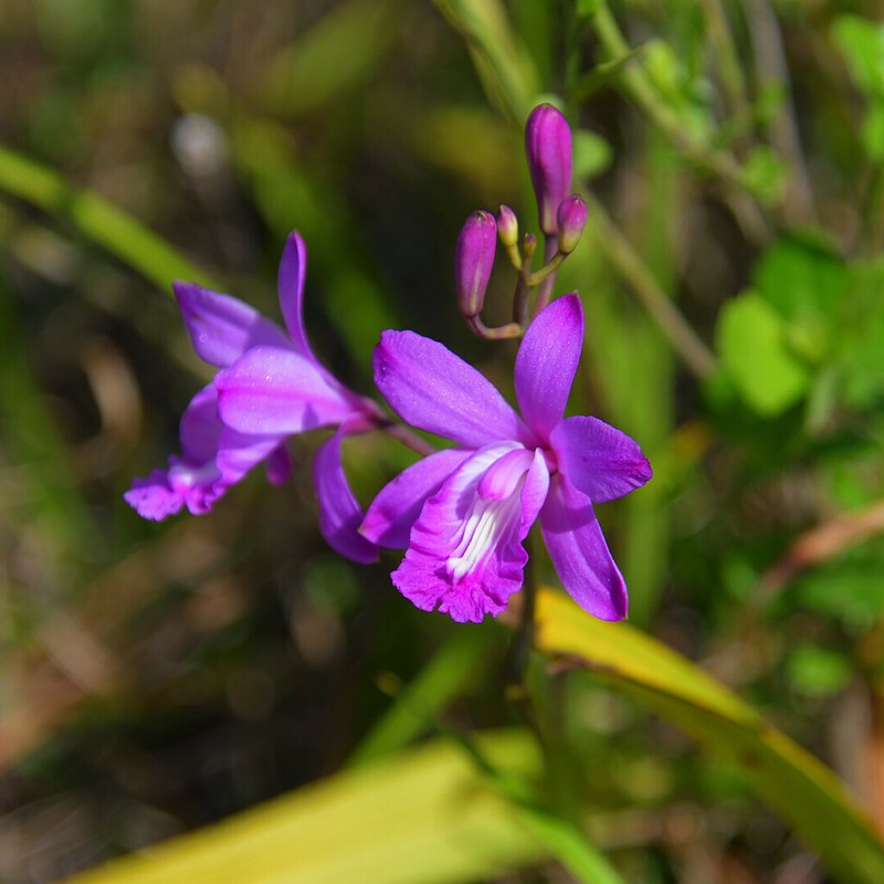 Flor De Pasmo photo 5