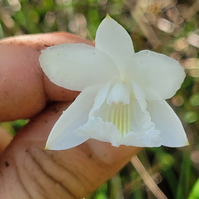Flor De Pasmo photo 6
