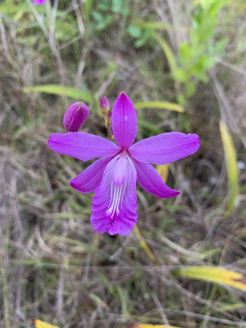 Flor De Pasmo photo 7