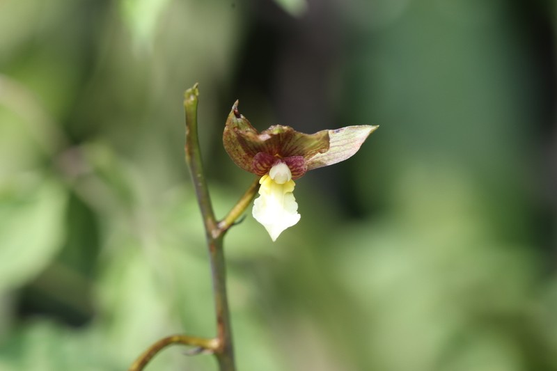 Bletia punctata photo 2