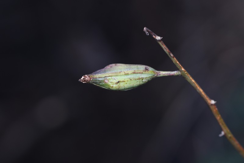 Bletia punctata photo 3