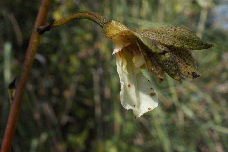 Bletia punctata photo 4