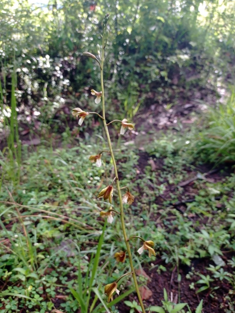 Bletia punctata photo 5