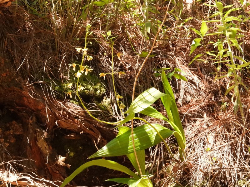 Bletia punctata photo 6