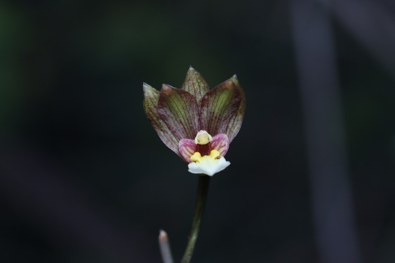 Bletia punctata photo 7
