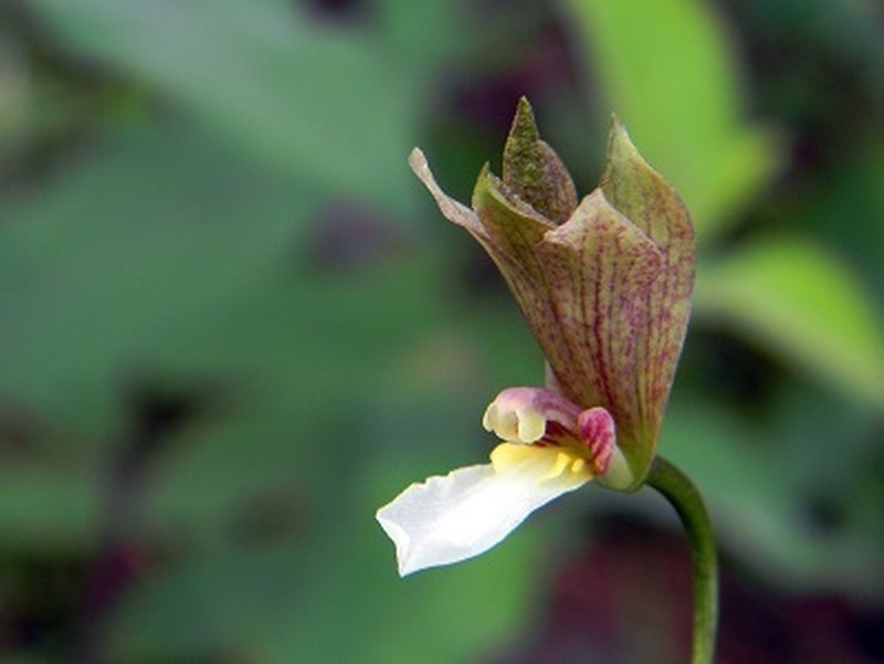 Bletia punctata photo 8