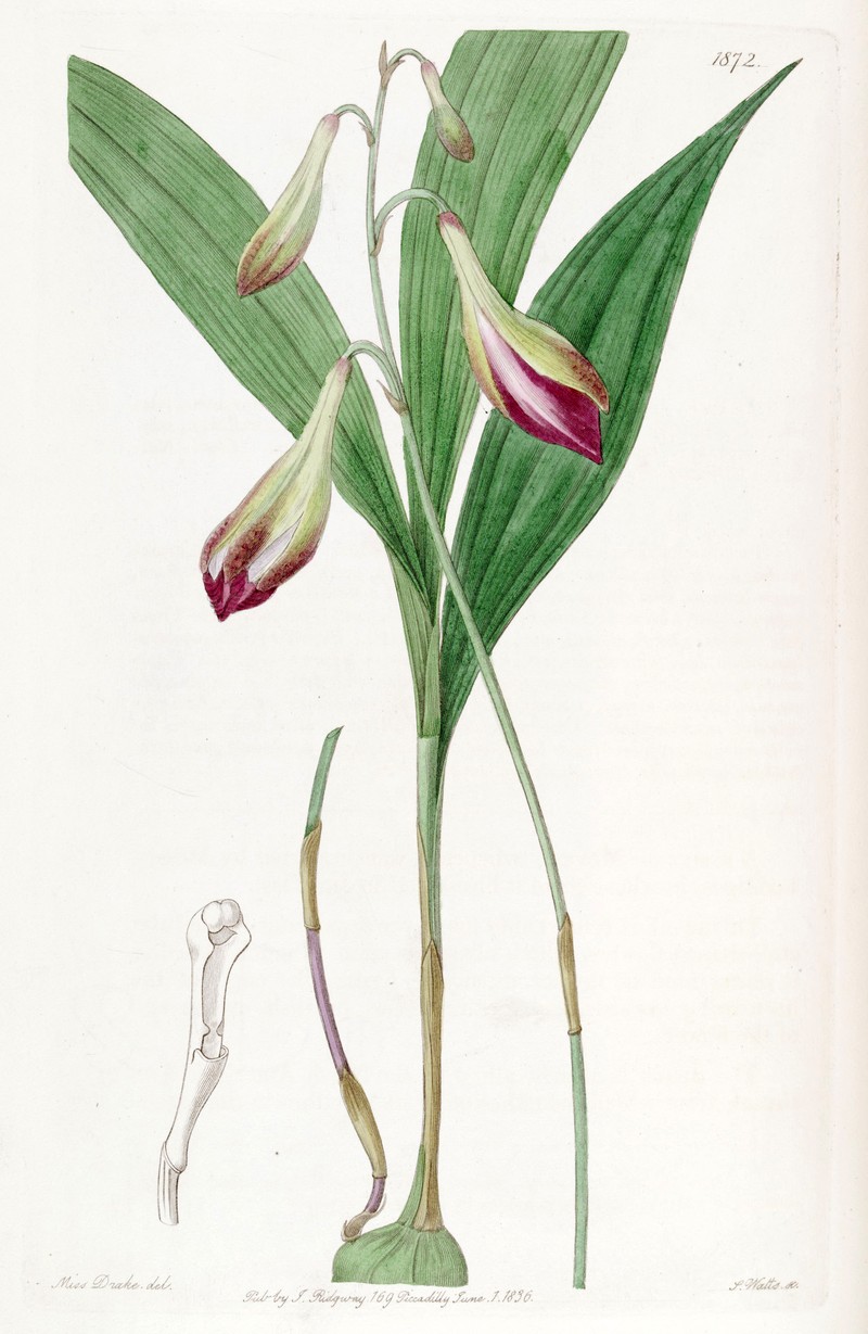 Bletia purpurata