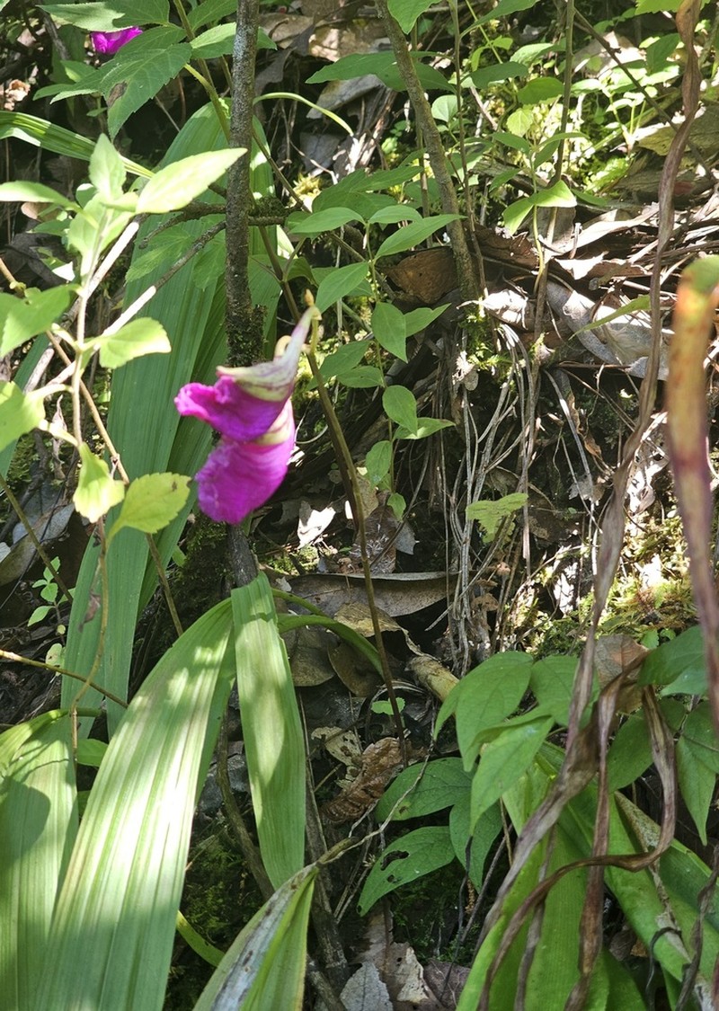 Bletia purpurata photo 2