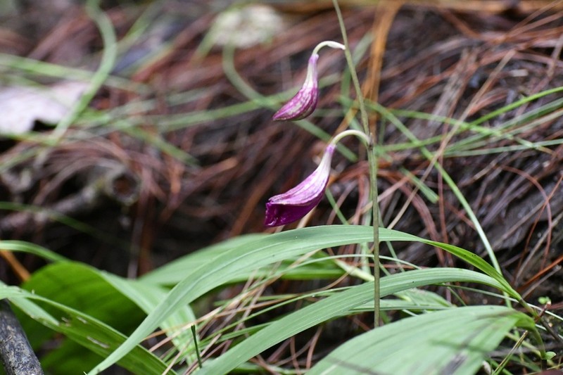 Bletia purpurata photo 3