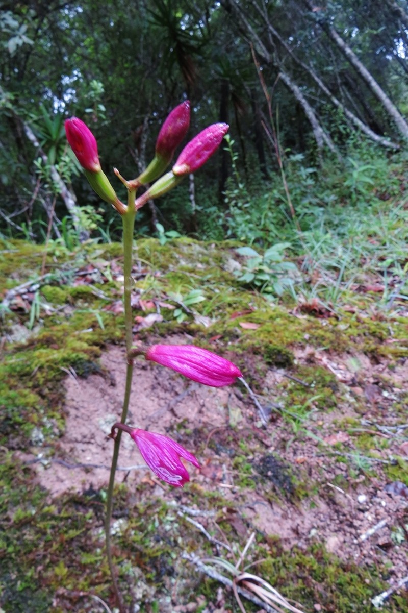 Bletia purpurata photo 4